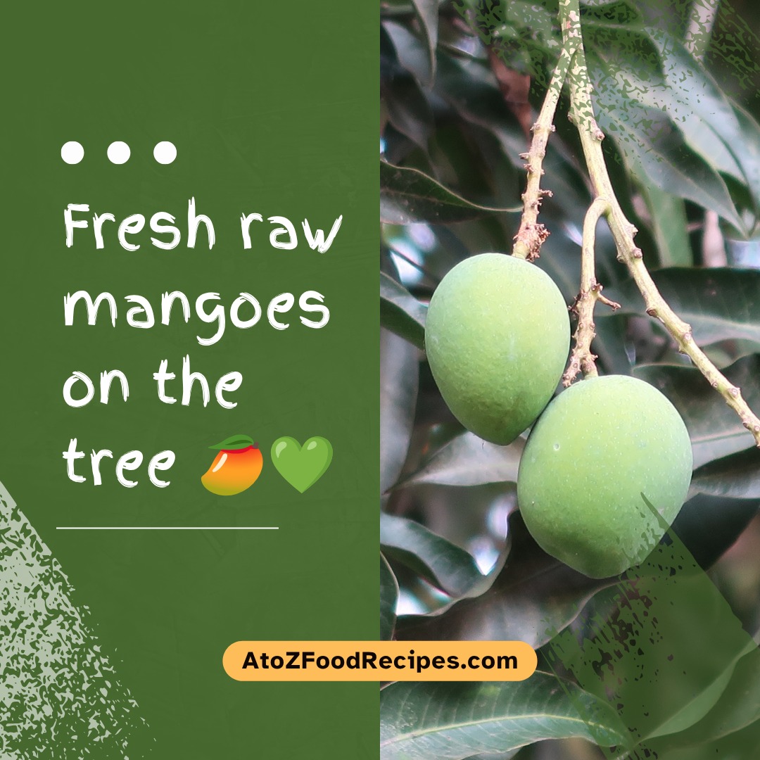 Fresh raw mangoes straight from the tree 🥭🌿

Nothing says summer like the sight of green mangoes growing naturally in the garden. Fresh, tangy, and full of flavor!

Perfect for pickles, chutneys, drinks, and summer recipes 💚

Discover food inspiration at 👉 AtoZFoodRecipes.com

#RawMango #SummerFruits #GardenFresh #Homegrown #FoodLovers #AtoZFoodRecipes