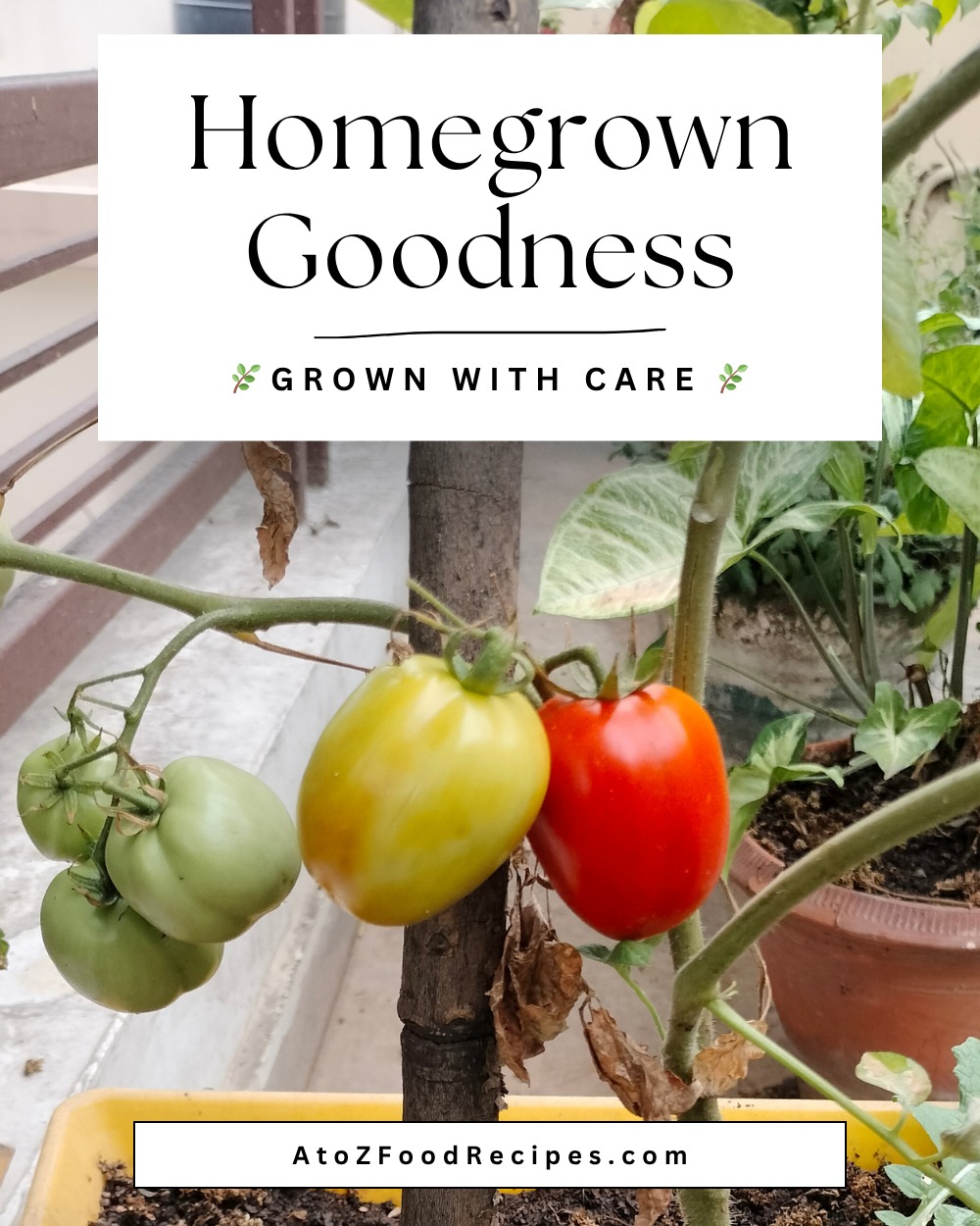 Fresh, juicy, and straight from the garden 🍅✨

🌿 Grown with care.

Visit 👉 AtoZFoodRecipes.com for fresh food inspiration.

#AtoZFoodRecipes #GardenFresh #Homegrown #Tomatoes #FreshFood #HealthyEating #OrganicLiving