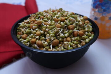 How to Sprout Beans?